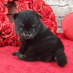 Pomeranian puppies for sale, Pomeranian puppies for sale near me, Pomeranian puppies near me, Pomeranian breeder, Pomeranian breeders near me, Pomeranian puppy for sale, cream Pomeranian puppy  for sale teacup Pomeranian for sale, Impressive Pomeranians 417-300-6532, Impressivepom.com , www.impressivepom.com , www.earsupacres.com,  #impressivepom  #earsupacres @impressivepom @earsupacres