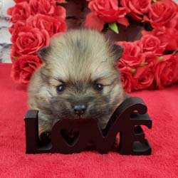 Pomeranian puppies for sale, Pomeranian puppies for sale near me, Pomeranian puppies near me, Pomeranian breeder, Pomeranian breeders near me, Pomeranian puppy for sale, cream Pomeranian puppy  for sale teacup Pomeranian for sale, Impressive Pomeranians 417-300-6532, Impressivepom.com , www.impressivepom.com , www.earsupacres.com,  #impressivepom  #earsupacres @impressivepom @earsupacres