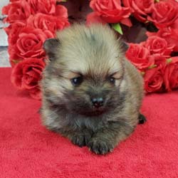 Pomeranian puppies for sale, Pomeranian puppies for sale near me, Pomeranian puppies near me, Pomeranian breeder, Pomeranian breeders near me, Pomeranian puppy for sale, cream Pomeranian puppy  for sale teacup Pomeranian for sale, Impressive Pomeranians 417-300-6532, Impressivepom.com , www.impressivepom.com , www.earsupacres.com,  #impressivepom  #earsupacres @impressivepom @earsupacres