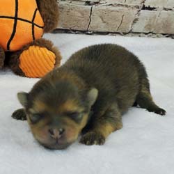 Pomeranian puppies for sale, Pomeranian puppies for sale near me, Pomeranian puppies near me, Pomeranian breeder, Pomeranian breeders near me, Pomeranian puppy for sale, cream Pomeranian puppy  for sale teacup Pomeranian for sale, Impressive Pomeranians 417-300-6532, Impressivepom.com , www.impressivepom.com , www.earsupacres.com,  #impressivepom  #earsupacres @impressivepom @earsupacres