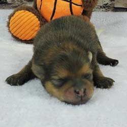 Pomeranian puppies for sale, Pomeranian puppies for sale near me, Pomeranian puppies near me, Pomeranian breeder, Pomeranian breeders near me, Pomeranian puppy for sale, cream Pomeranian puppy  for sale teacup Pomeranian for sale, Impressive Pomeranians 417-300-6532, Impressivepom.com , www.impressivepom.com , www.earsupacres.com,  #impressivepom  #earsupacres @impressivepom @earsupacres