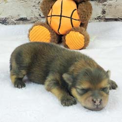 Pomeranian puppies for sale, Pomeranian puppies for sale near me, Pomeranian puppies near me, Pomeranian breeder, Pomeranian breeders near me, Pomeranian puppy for sale, cream Pomeranian puppy  for sale teacup Pomeranian for sale, Impressive Pomeranians 417-300-6532, Impressivepom.com , www.impressivepom.com , www.earsupacres.com,  #impressivepom  #earsupacres @impressivepom @earsupacres