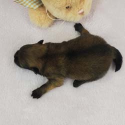 Pomeranian puppies for sale, Pomeranian puppies for sale near me, Pomeranian puppies near me, Pomeranian breeder, Pomeranian breeders near me, Pomeranian puppy for sale, cream Pomeranian puppy  for sale teacup Pomeranian for sale, Impressive Pomeranians 417-300-6532, Impressivepom.com , www.impressivepom.com , www.earsupacres.com,  #impressivepom  #earsupacres @impressivepom @earsupacres