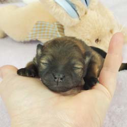 Pomeranian puppies for sale, Pomeranian puppies for sale near me, Pomeranian puppies near me, Pomeranian breeder, Pomeranian breeders near me, Pomeranian puppy for sale, cream Pomeranian puppy  for sale teacup Pomeranian for sale, Impressive Pomeranians 417-300-6532, Impressivepom.com , www.impressivepom.com , www.earsupacres.com,  #impressivepom  #earsupacres @impressivepom @earsupacres