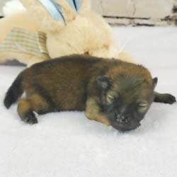 Pomeranian puppies for sale, Pomeranian puppies for sale near me, Pomeranian puppies near me, Pomeranian breeder, Pomeranian breeders near me, Pomeranian puppy for sale, cream Pomeranian puppy  for sale teacup Pomeranian for sale, Impressive Pomeranians 417-300-6532, Impressivepom.com , www.impressivepom.com , www.earsupacres.com,  #impressivepom  #earsupacres @impressivepom @earsupacres