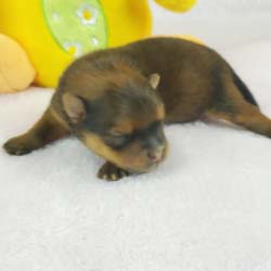 Pomeranian puppies for sale, Pomeranian puppies for sale near me, Pomeranian puppies near me, Pomeranian breeder, Pomeranian breeders near me, Pomeranian puppy for sale, cream Pomeranian puppy  for sale teacup Pomeranian for sale, Impressive Pomeranians 417-300-6532, Impressivepom.com , www.impressivepom.com , www.earsupacres.com,  #impressivepom  #earsupacres @impressivepom @earsupacres