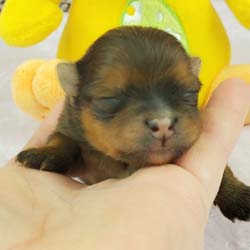 Pomeranian puppies for sale, Pomeranian puppies for sale near me, Pomeranian puppies near me, Pomeranian breeder, Pomeranian breeders near me, Pomeranian puppy for sale, cream Pomeranian puppy  for sale teacup Pomeranian for sale, Impressive Pomeranians 417-300-6532, Impressivepom.com , www.impressivepom.com , www.earsupacres.com,  #impressivepom  #earsupacres @impressivepom @earsupacres