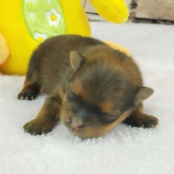 Pomeranian puppies for sale, Pomeranian puppies for sale near me, Pomeranian puppies near me, Pomeranian breeder, Pomeranian breeders near me, Pomeranian puppy for sale, cream Pomeranian puppy  for sale teacup Pomeranian for sale, Impressive Pomeranians 417-300-6532, Impressivepom.com , www.impressivepom.com , www.earsupacres.com,  #impressivepom  #earsupacres @impressivepom @earsupacres