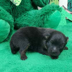 Pomeranian puppies for sale, Pomeranian puppies for sale near me, Pomeranian puppies near me, Pomeranian breeder, Pomeranian breeders near me, Pomeranian puppy for sale, cream Pomeranian puppy  for sale teacup Pomeranian for sale, Impressive Pomeranians 417-300-6532, Impressivepom.com , www.impressivepom.com , www.earsupacres.com,  #impressivepom  #earsupacres @impressivepom @earsupacres