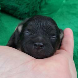 Pomeranian puppies for sale, Pomeranian puppies for sale near me, Pomeranian puppies near me, Pomeranian breeder, Pomeranian breeders near me, Pomeranian puppy for sale, cream Pomeranian puppy  for sale teacup Pomeranian for sale, Impressive Pomeranians 417-300-6532, Impressivepom.com , www.impressivepom.com , www.earsupacres.com,  #impressivepom  #earsupacres @impressivepom @earsupacres