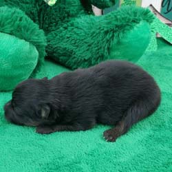 Pomeranian puppies for sale, Pomeranian puppies for sale near me, Pomeranian puppies near me, Pomeranian breeder, Pomeranian breeders near me, Pomeranian puppy for sale, cream Pomeranian puppy  for sale teacup Pomeranian for sale, Impressive Pomeranians 417-300-6532, Impressivepom.com , www.impressivepom.com , www.earsupacres.com,  #impressivepom  #earsupacres @impressivepom @earsupacres