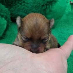 Pomeranian puppies for sale, Pomeranian puppies for sale near me, Pomeranian puppies near me, Pomeranian breeder, Pomeranian breeders near me, Pomeranian puppy for sale, cream Pomeranian puppy  for sale teacup Pomeranian for sale, Impressive Pomeranians 417-300-6532, Impressivepom.com , www.impressivepom.com , www.earsupacres.com,  #impressivepom  #earsupacres @impressivepom @earsupacres