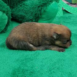 Pomeranian puppies for sale, Pomeranian puppies for sale near me, Pomeranian puppies near me, Pomeranian breeder, Pomeranian breeders near me, Pomeranian puppy for sale, cream Pomeranian puppy  for sale teacup Pomeranian for sale, Impressive Pomeranians 417-300-6532, Impressivepom.com , www.impressivepom.com , www.earsupacres.com,  #impressivepom  #earsupacres @impressivepom @earsupacres