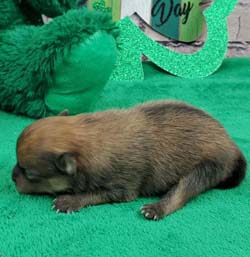 Pomeranian puppies for sale, Pomeranian puppies for sale near me, Pomeranian puppies near me, Pomeranian breeder, Pomeranian breeders near me, Pomeranian puppy for sale, cream Pomeranian puppy  for sale teacup Pomeranian for sale, Impressive Pomeranians 417-300-6532, Impressivepom.com , www.impressivepom.com , www.earsupacres.com,  #impressivepom  #earsupacres @impressivepom @earsupacres