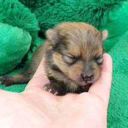 Pomeranian puppies for sale, Pomeranian puppies for sale near me, Pomeranian puppies near me, Pomeranian breeder, Pomeranian breeders near me, Pomeranian puppy for sale, cream Pomeranian puppy  for sale teacup Pomeranian for sale, Impressive Pomeranians 417-300-6532, Impressivepom.com , www.impressivepom.com , www.earsupacres.com,  #impressivepom  #earsupacres @impressivepom @earsupacres