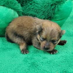 Pomeranian puppies for sale, Pomeranian puppies for sale near me, Pomeranian puppies near me, Pomeranian breeder, Pomeranian breeders near me, Pomeranian puppy for sale, cream Pomeranian puppy  for sale teacup Pomeranian for sale, Impressive Pomeranians 417-300-6532, Impressivepom.com , www.impressivepom.com , www.earsupacres.com,  #impressivepom  #earsupacres @impressivepom @earsupacres