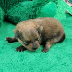 Pomeranian puppies for sale, Pomeranian puppies for sale near me, Pomeranian puppies near me, Pomeranian breeder, Pomeranian breeders near me, Pomeranian puppy for sale, cream Pomeranian puppy  for sale teacup Pomeranian for sale, Impressive Pomeranians 417-300-6532, Impressivepom.com , www.impressivepom.com , www.earsupacres.com,  #impressivepom  #earsupacres @impressivepom @earsupacres