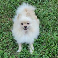 Pomeranian Breeders Pomeranian puppies for sale at Impressive Pomeranians www.impressivepom.com