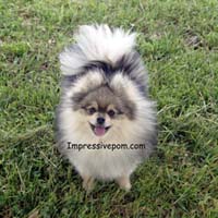 Pomeranian Breeders Pomeranian puppies for sale at Impressive Pomeranians www.impressivepom.com