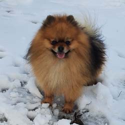 Pomeranian puppies for sale, Pomeranian puppies for sale near me, Pomeranian puppies near me, Pomeranian breeder, Pomeranian breeders near me, Pomeranian puppy for sale, cream Pomeranian puppy  for sale teacup Pomeranian for sale, Impressive Pomeranians 417-300-6532, Impressivepom.com , www.impressivepom.com , www.earsupacres.com,  #impressivepom  #earsupacres @impressivepom @earsupacres